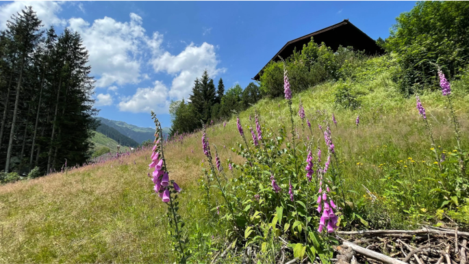 Luxury Flats and Chalets for Sale close to Hinterglemm